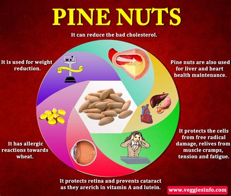 Cream White Pine Nuts Health Benefits Veggies Info