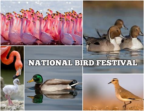 Especially For Bird Watchers Odisha Set To Host National Bird Festival