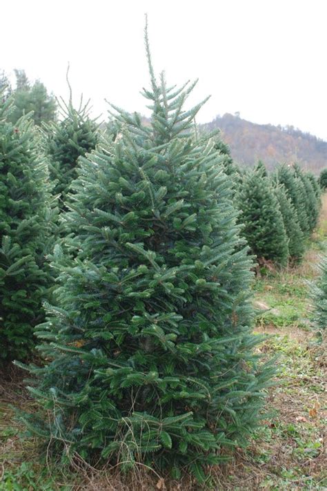 Select a tree stand that can hold 1 gallon of water. Why Fraser Fir? | Reasons to Choose Cool Springs Nursery