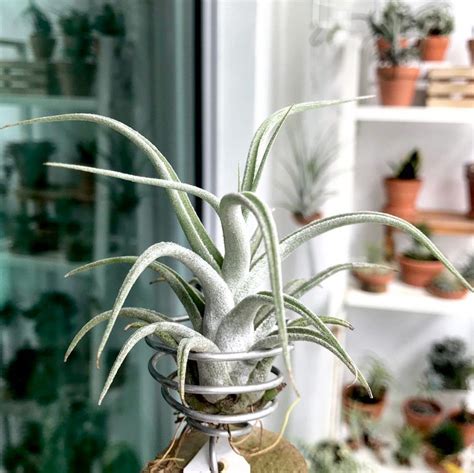 Definitive Guide To 5 Types Of Air Plants