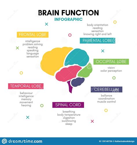 Creative Human Brain Infographic Concept Lobe Mind Stock Vector