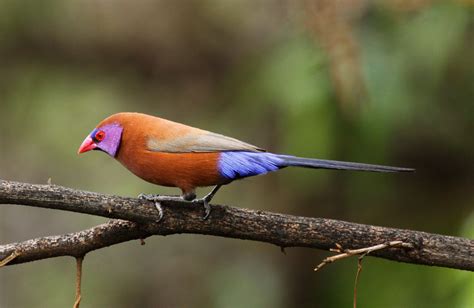 Violet Eared Waxbill South African Birds Rare Animals Animals Wild