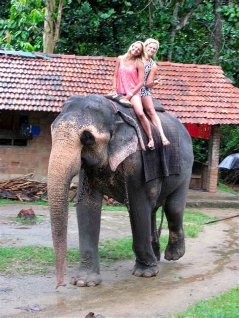 Riding Elephants In Sri Lanka Check Out My Blog From Sri Lanka Blogs Kim