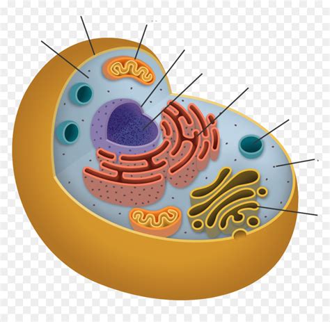Endoplasmic Reticulum In Animal Cell Png Clipart Cells Organelles