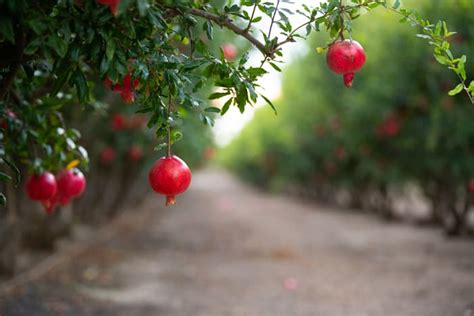 How To Grow A Pomegranate Tree The Complete Guide Minneopa Orchards