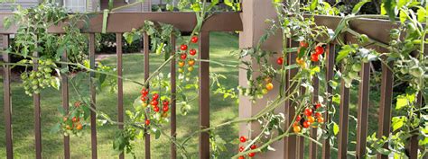 How To Grow Tomatoes In Hot Weather Bonnie Plants Growing Tomatoes