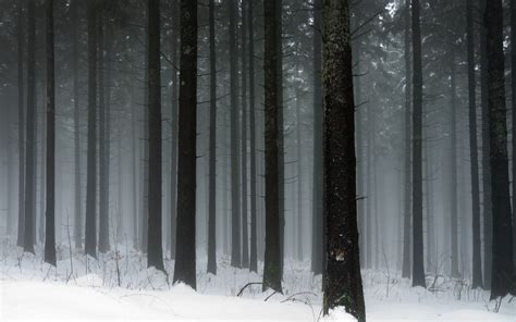 Wallpaper Sunlight Trees Landscape Snow Wood Ice Frost
