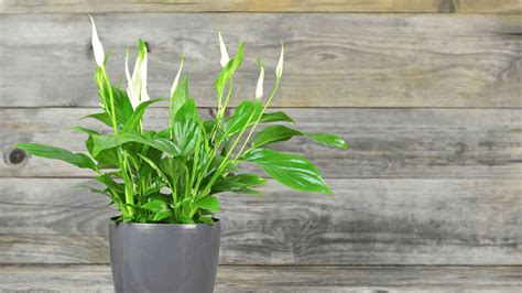 7 Reasons Why A Peace Lily Is Drooping