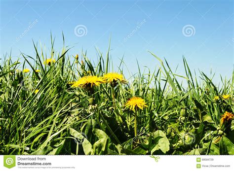 Yellow Dandelions On The Meadow Stock Image Image Of Scene Rural
