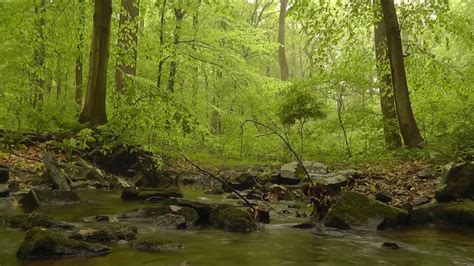 Relaxing Forest River Sound Peace Meditate Sleep 30 Minutes Long