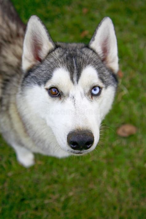 Young Grey And White Siberian Husky Is Curiously Looking At The Camera