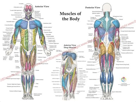 Muscle Anatomy Poster Anterior Posterior Deep Layers 18 X 24 Body Of