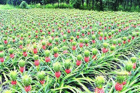 Agriculture Pineapple Organic Farming