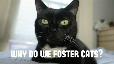 Fostering For Cats Protection Youtube