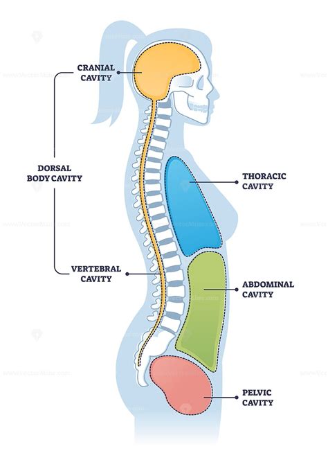 Dorsal And Other Body Cavities Cross Section Outline Illustration