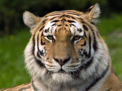 Filesiberischer Tiger De Edit Wikimedia Commons