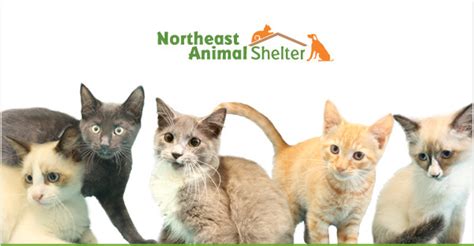 These Kittens Needed Help Fast Northeast Animal Shelter
