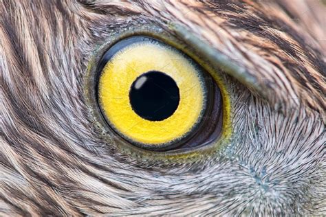 Eagle Eye Close Up High Quality Animal Stock Photos ~ Creative Market