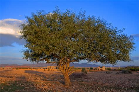 Moroccan Argan Tree The Argan Argania Spinosa Is A Speci Flickr