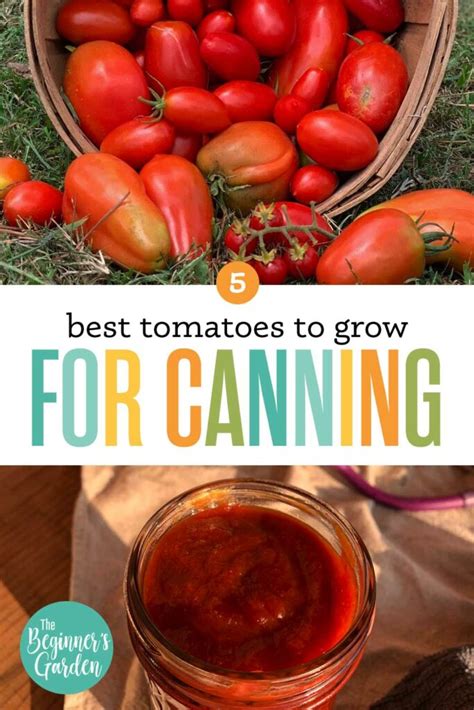 Tomato Varieties Best For Canning The Beginners Garden