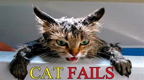 Cats Vs Water Cats Falling In Water Funny Cats 2016 Funny Cat