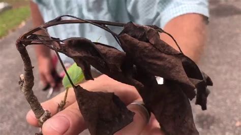 It provides 12 months of protection and controls a wide variety of insect pests. Fire Blight - YouTube