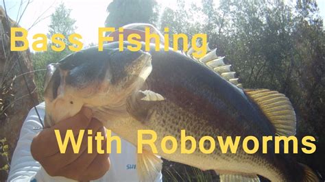 Fishing That Drop Shot Rig Oxblood Roboworm Youtube