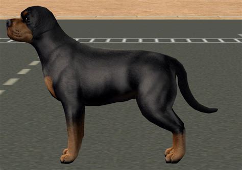 Mod The Sims Realistic Rottweiler Requested