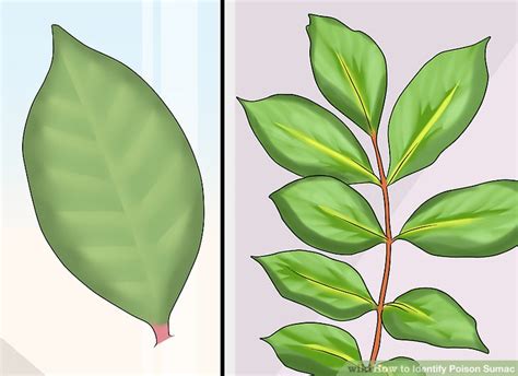 3 Easy Ways To Identify Poison Sumac With Pictures