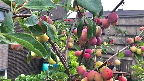 Part 1 Growing Plum Trees In Container Fruit Garden Shorts Youtube