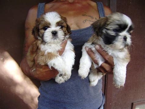 Purebred Shih Tzu Puppies For Sale In Tucson Arizona Classified