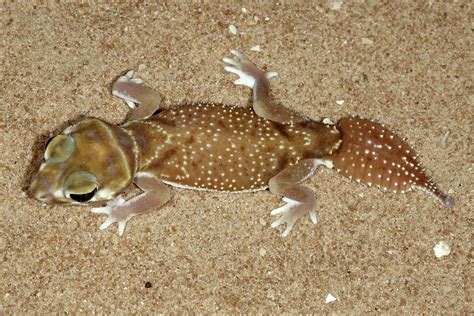 Smooth Knob Tailed Gecko Nephrurus Levis Occidentalis Flickr
