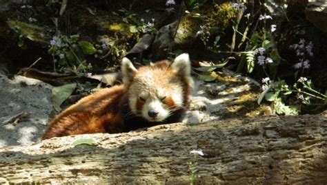 Sikkim is a world onto its own amidst the beautiful and majestic himalayas. Red Panda Sikkim Animals Name With Image - Cute Red Panda ...