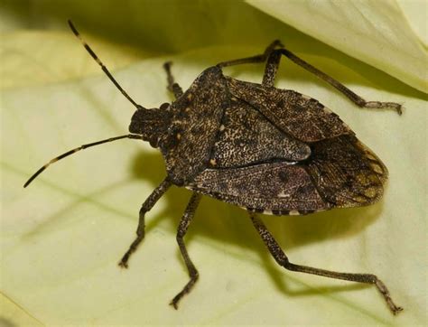 How To Get Rid Of Stink Bugs