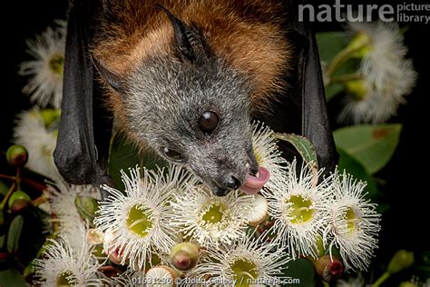 Nature Picture Library Rescued And Orphaned Grey Headed Flying Fox