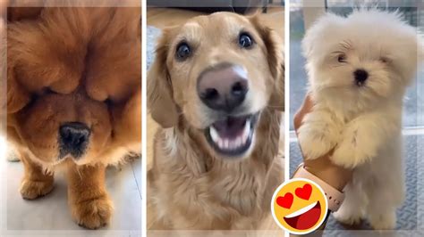 Puppies Doing Funny Things Tik Tok Cutest Dogs Tiktok Compilation