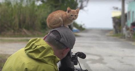 This Stray Kitten Befriends Japanese Wildlife Photographer Mitsuaki Iwago