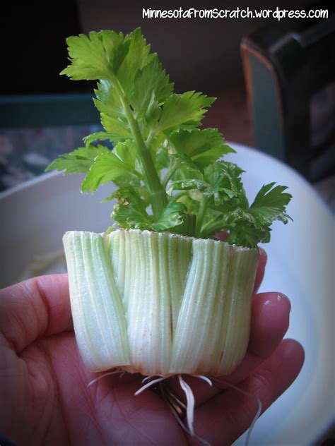 How To Grow Celery In Your Garden Never Buy Celery Again