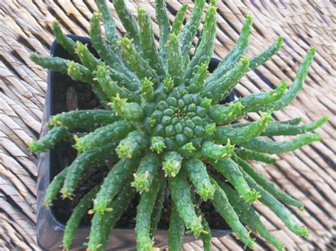 Euphorbia Flanaganii Medusas Head World Of Succulents