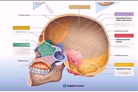 Cranial Cavity Sagittal Section Diagram Quizlet