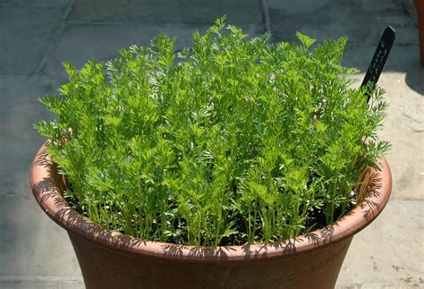 Maybe you would like to learn more about one of these? Garden Posts | Growing Carrots in Pots