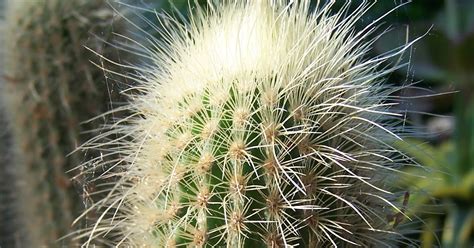 Oregon Cactus Blog That Unnamed Cactus