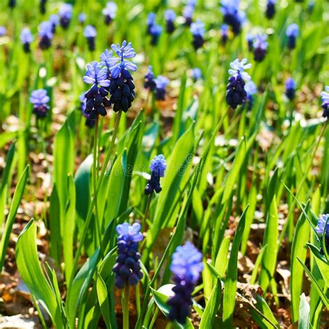 Field Of Bluebells Stock Photo Image Of Flower Spring 144110190