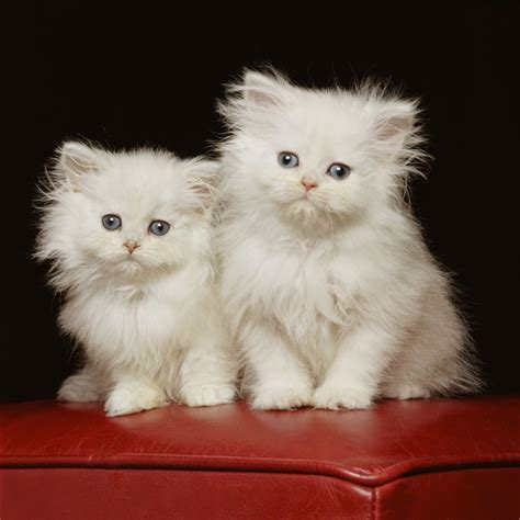 Persian Cat Breed Information Pictures Characteristics And Facts Cute