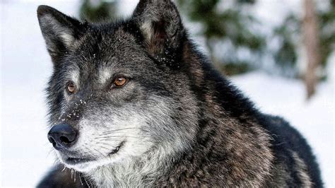 96 Best Ideas For Coloring Grey Wolf Images