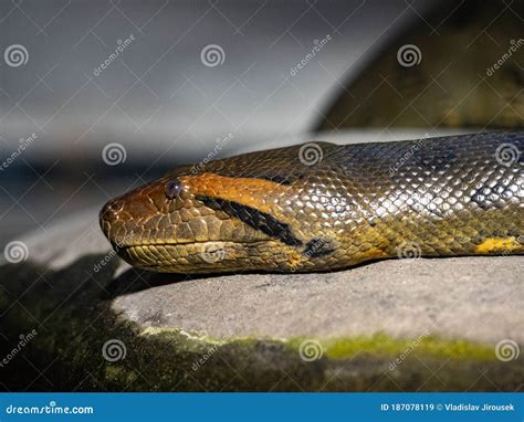 Retrato Da Maior Cobra Verde Anaconda Eunectes Murinus Imagem De Stock
