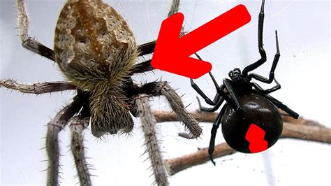 Redback Spider Vs Giant Hairy Scary Orb Spider Amazing Sucking Fluids