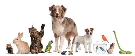 Send an email to friends. SVP Arizona » Partners and Their Pets