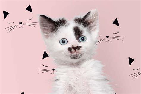 Pink Cat Wallpaper – Saint POP