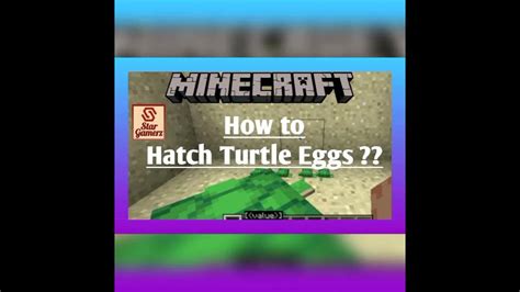 How To Hatch Turtle Eggs In Minecraft For Basic Learners Youtube